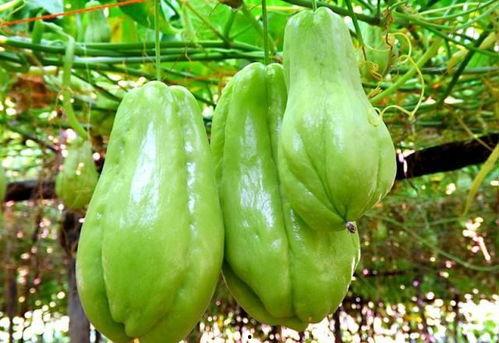 地佛手瓜怎么吃,探索健康美味的烹饪新境界