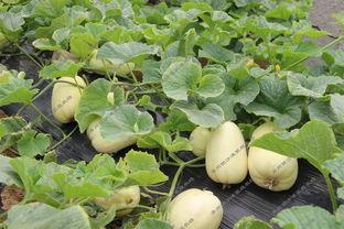 经期可以吃银瓜,银瓜助力女性健康调理