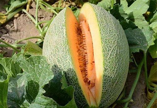 隆鼻后吃哈密瓜吗,哈密瓜的适宜与否