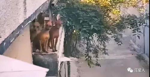 趴着墙墙吃瓜,揭秘趴墙墙吃瓜的独特风情