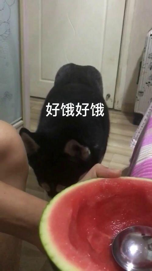 拉拉吃瓜网红,揭秘网红圈背后的瓜田秘事