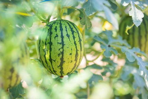 沙瓜和脆瓜哪个吃的人多,探寻哪一种更受消费者青睐