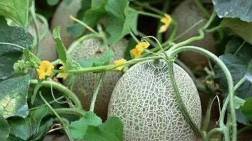 吃新疆网纹瓜刺痛,甜蜜诱惑背后的刺痛体验