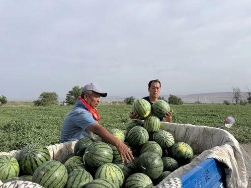 上林苑吃瓜,瓜田里的欢乐时光