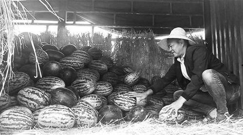 蒙城吃瓜群众事件,一场网络舆论的风暴与反思