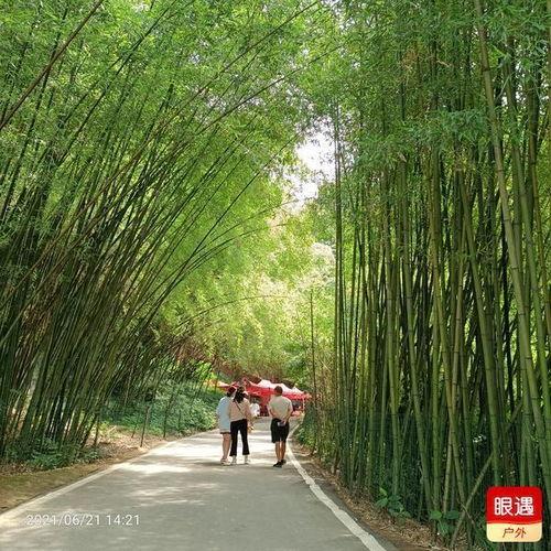 河南近期吃瓜新闻,揭秘本地热点事件背后的故事