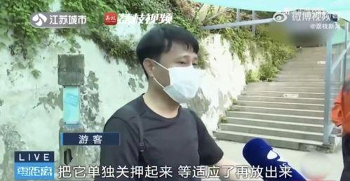 吃瓜网红大川,揭秘网红界的幕后故事
