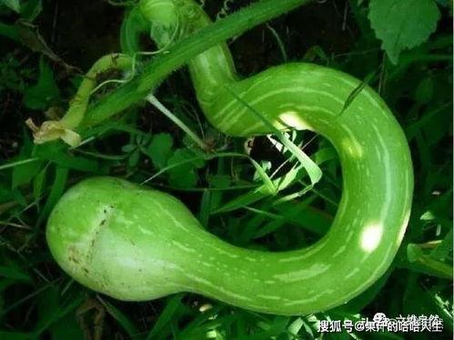 蛇瓜可吃吗,美味还是禁忌？探究可食用蛇瓜的秘密