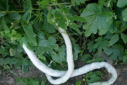 蛇瓜可吃吗,美味还是禁忌？探究可食用蛇瓜的秘密