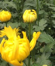 花花吃瓜故事,揭秘娱乐圈背后的秘密风云