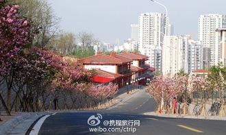 吃樱花小镇瓜小镇,梦幻田园的甜蜜邂逅