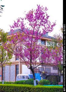 吃樱花小镇瓜小镇,梦幻田园的甜蜜邂逅