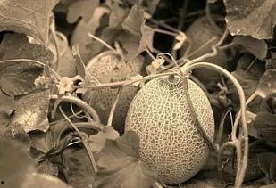 正在瓜地里吃瓜