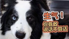 狗狗吃瓜日常分享,狗狗的夏日美食日常分享