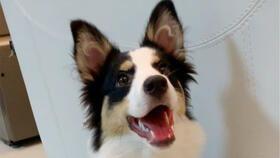 狗狗吃瓜日常分享,狗狗的夏日美食日常分享