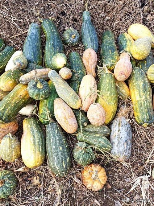 多种吃瓜视频大全最新