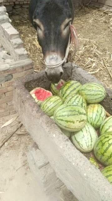 老驴吃自己的瓜,一场荒诞的寓言之旅