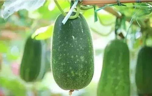 前阵吃瓜,揭秘前阵吃瓜大事件背后的真相