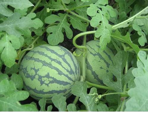 商丘近期吃瓜事件,揭秘近期网络热议事件背后的真相