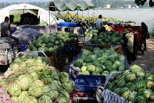 商丘近期吃瓜事件,揭秘近期网络热议事件背后的真相