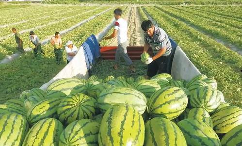 太原疫情吃瓜图,网络热议背后的真相与反思