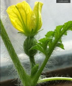 吃毛瓜的寓意,寓意丰收与吉祥的美食之旅