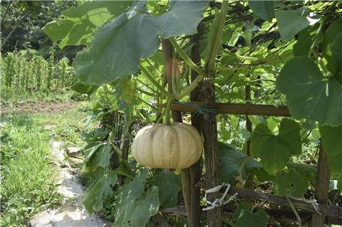 吃毛瓜的寓意,寓意丰收与吉祥的美食之旅