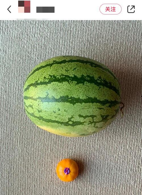 老外吃脆瓜,一场味蕾的探险之旅