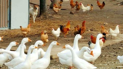 德云吃瓜鹅,揭秘相声界的幕后故事与趣味瞬间