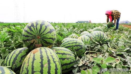 吃瓜大会的瓜,一场全民参与的瓜界盛宴