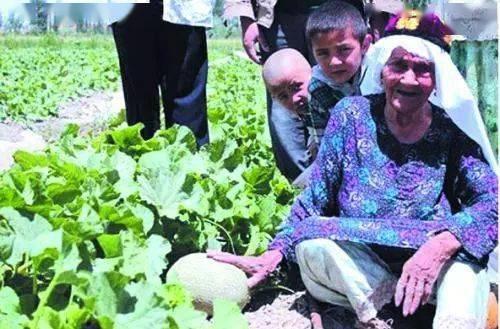 吃瓜园好吗,网络热词背后的文化现象