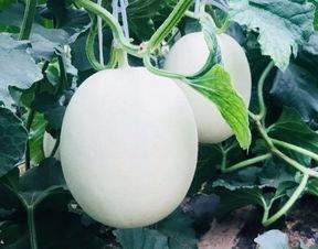 空木吃瓜,揭秘瓜果种植的绿色奥秘