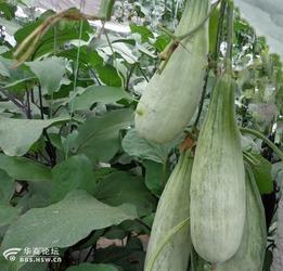 绿皮青蛙吃瓜,绿皮青蛙的夏日瓜果盛宴