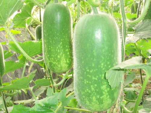 钻瓜怎么吃,解锁夏日清凉新吃法