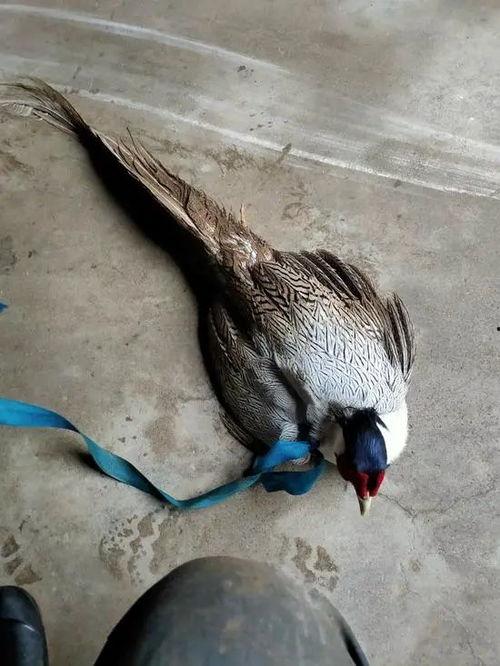 吃瓜遛鸟视频大全,吃瓜遛鸟视频大全，带你领略欢乐时光