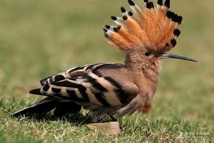 吃瓜遛鸟视频大全,吃瓜遛鸟视频大全，带你领略欢乐时光