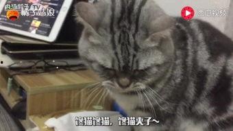 馋猫吃瓜