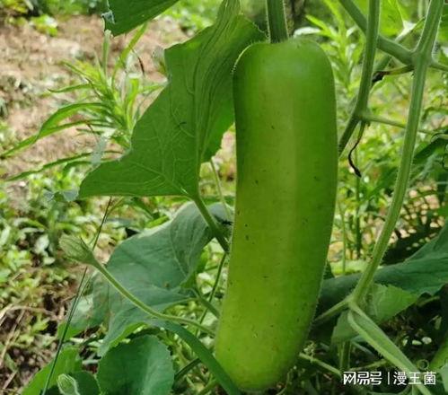 以前吃瓜和现在吃瓜,吃瓜群众的变迁与趣味