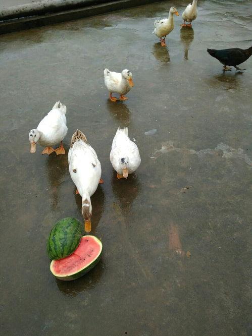 闺蜜吃鸭瓜,甜蜜时光难忘回忆