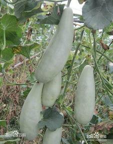 羊角蜜甜瓜吃瓜,甜蜜滋味，尽享夏日清凉