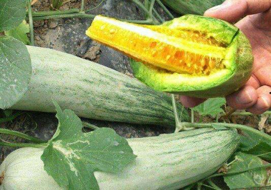 羊角蜜甜瓜吃瓜,甜蜜滋味，尽享夏日清凉