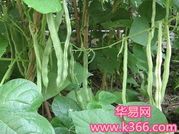 梦到吃长毛白瓜,探寻长毛白瓜的神秘寓意