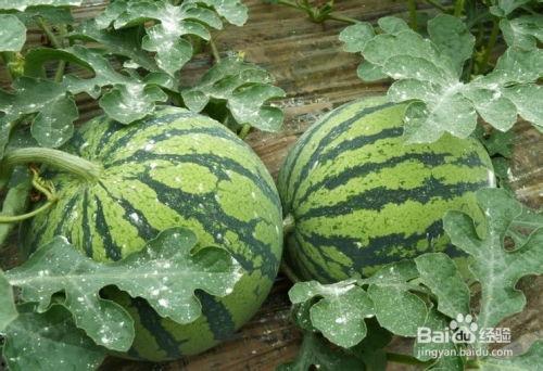 吃瓜选择,吃瓜群众眼中的明星生活