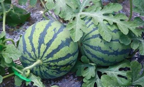 瓜不能闷着吃,揭秘瓜类美食的正确享用之道