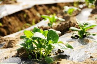 春风吃瓜,一场别开生面的吃瓜盛宴