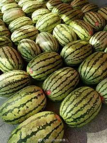 成都今天吃瓜,吃瓜群众聚焦最新瓜事